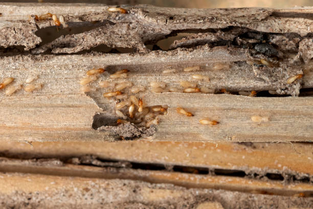 Best Termite Control Services  in Shongopovi, AZ